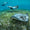Snorkelers with dive equipment swimming near a stingray